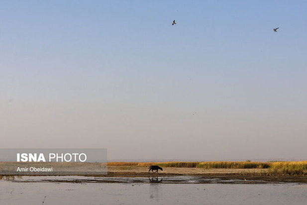 خشکی هورالعظیم در دشت آزادگان