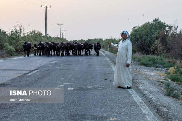 خشکی هورالعظیم در دشت آزادگان