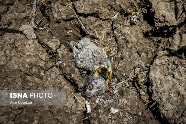 خشکی هورالعظیم در دشت آزادگان