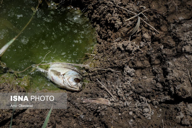 خشکی هورالعظیم در دشت آزادگان