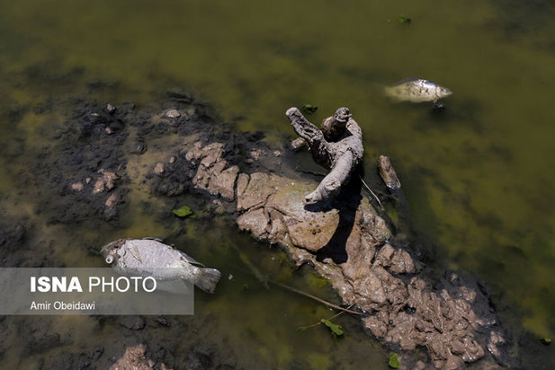 خشکی هورالعظیم در دشت آزادگان
