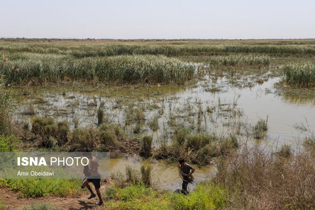 خشکی هورالعظیم در دشت آزادگان