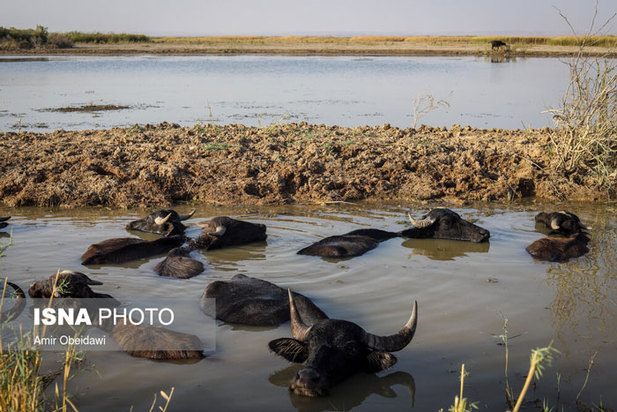 خشکی هورالعظیم در دشت آزادگان