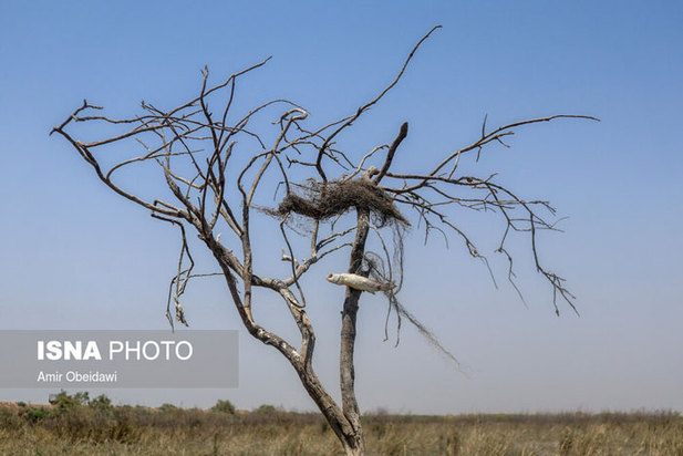 خشکی هورالعظیم در دشت آزادگان