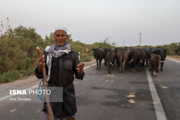 خشکی هورالعظیم در دشت آزادگان