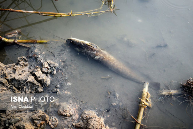 خشکی هورالعظیم در دشت آزادگان