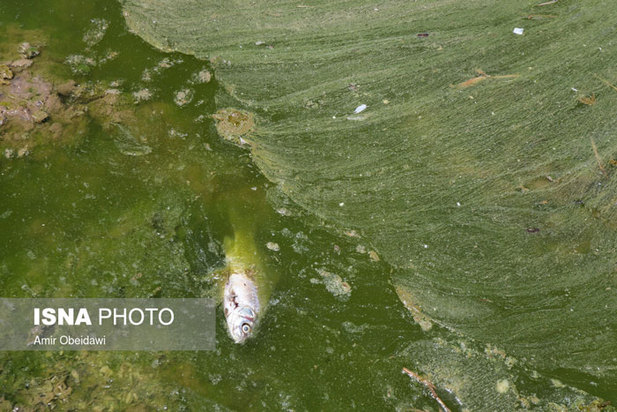 خشکی هورالعظیم در دشت آزادگان