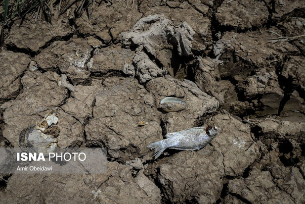 خشکی هورالعظیم در دشت آزادگان