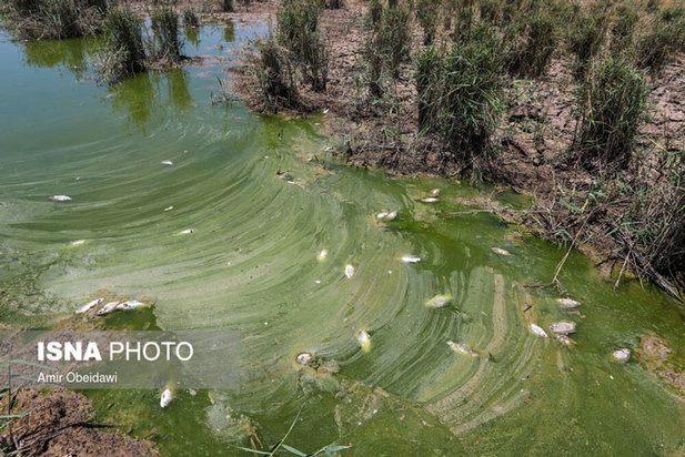 خشکی هورالعظیم در دشت آزادگان