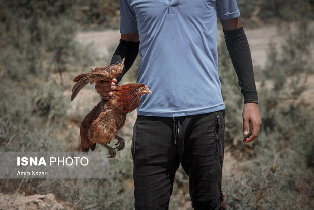 روزهای بحرانی تالاب هورالعظیم