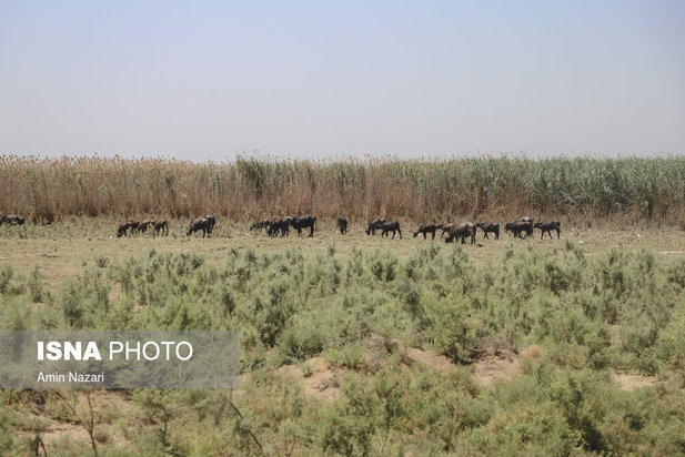 روزهای بحرانی تالاب هورالعظیم