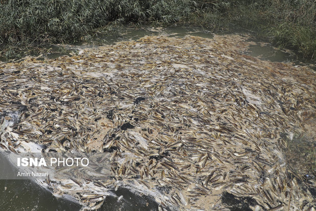 روزهای بحرانی تالاب هورالعظیم