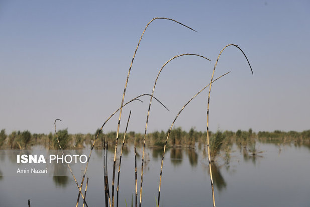 روزهای بحرانی تالاب هورالعظیم