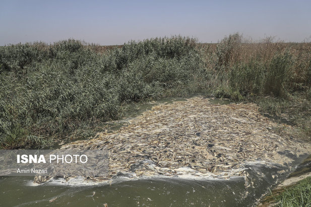 روزهای بحرانی تالاب هورالعظیم