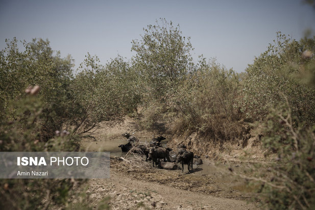 روزهای بحرانی تالاب هورالعظیم