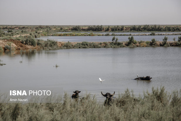 روزهای بحرانی تالاب هورالعظیم