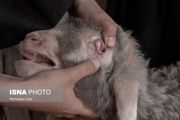 خشکسالی در روستای کلاته عرب ها
