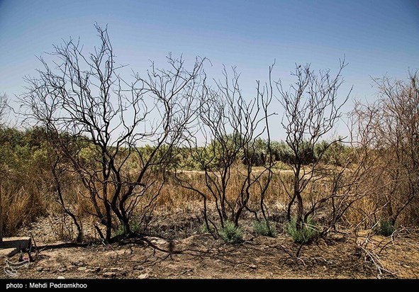 مرگ تدریجی حیات وحش در هورالعظیم