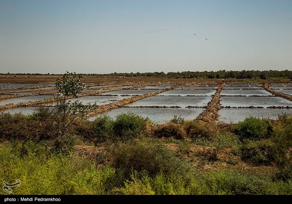 مرگ تدریجی حیات وحش در هورالعظیم