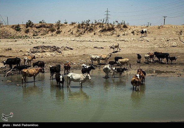 مرگ تدریجی حیات وحش در هورالعظیم