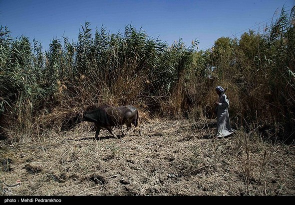 مرگ تدریجی حیات وحش در هورالعظیم