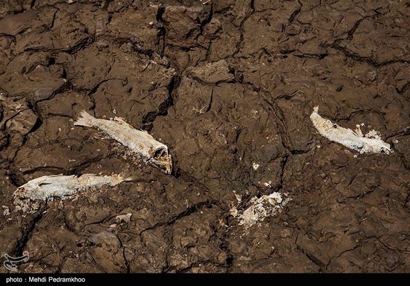 مرگ تدریجی حیات وحش در هورالعظیم