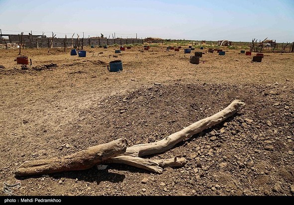 مرگ تدریجی حیات وحش در هورالعظیم