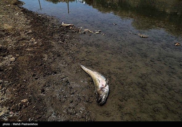 مرگ تدریجی حیات وحش در هورالعظیم