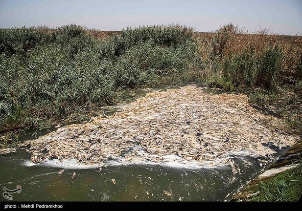 مرگ تدریجی حیات وحش در هورالعظیم