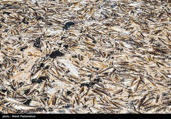 مرگ تدریجی حیات وحش در هورالعظیم