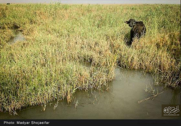 تالاب شادگان