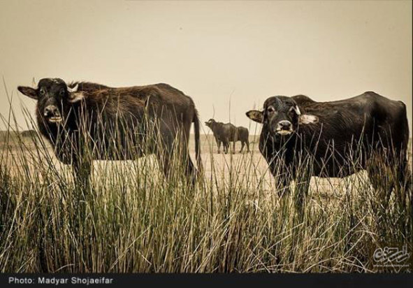 تالاب شادگان