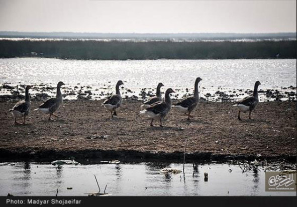 تالاب شادگان