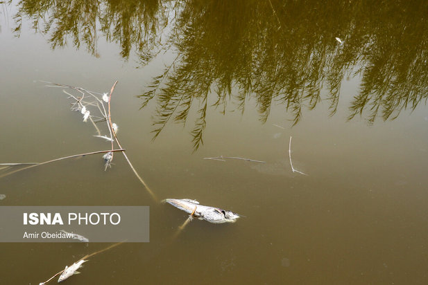 رهاسازی آب سد کرخه