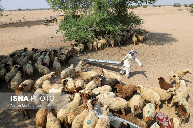 رهاسازی آب سد کرخه