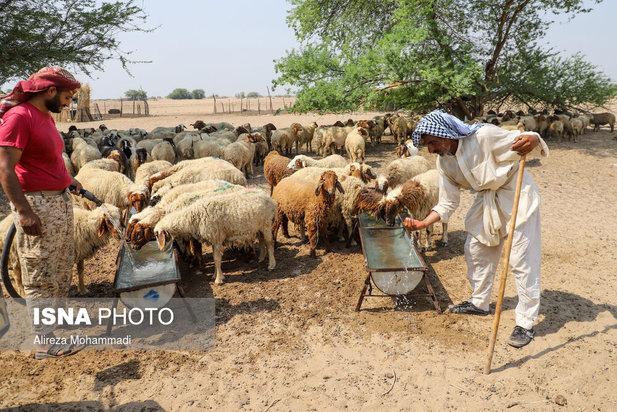 رهاسازی آب سد کرخه