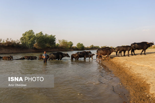 رهاسازی آب سد کرخه
