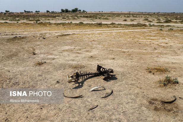 رهاسازی آب سد کرخه