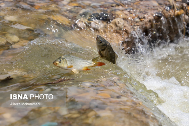 رهاسازی آب سد کرخه