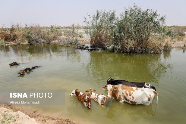 رهاسازی آب سد کرخه