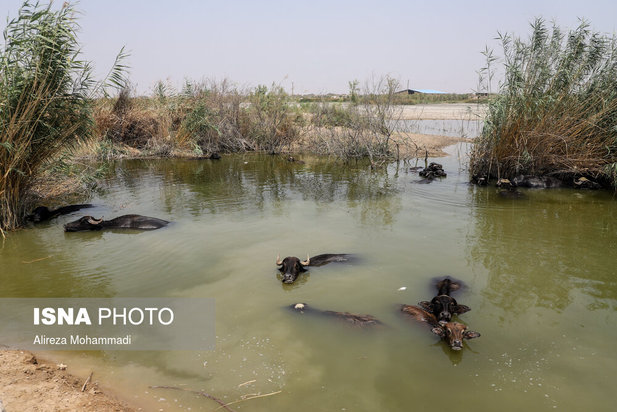رهاسازی آب سد کرخه