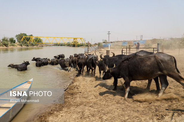 رهاسازی آب سد کرخه