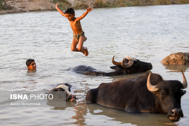 رهاسازی آب سد کرخه