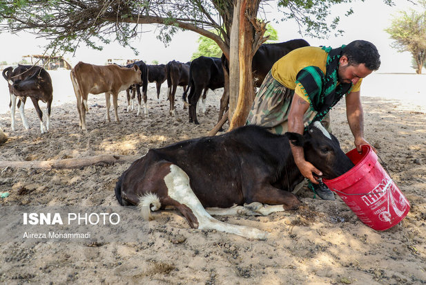 رهاسازی آب سد کرخه