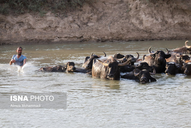 رهاسازی آب سد کرخه