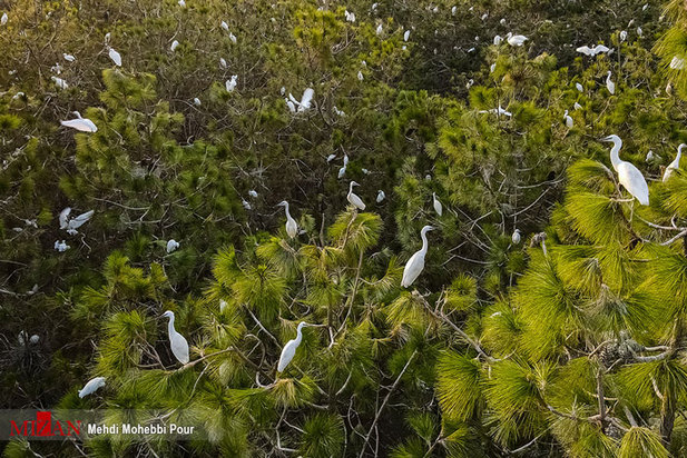 خشکسالی در کمین مازندران