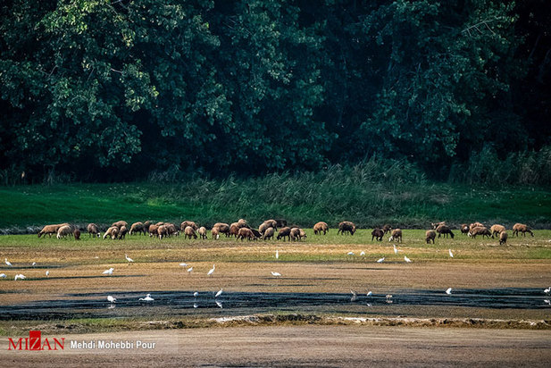 خشکسالی در کمین مازندران