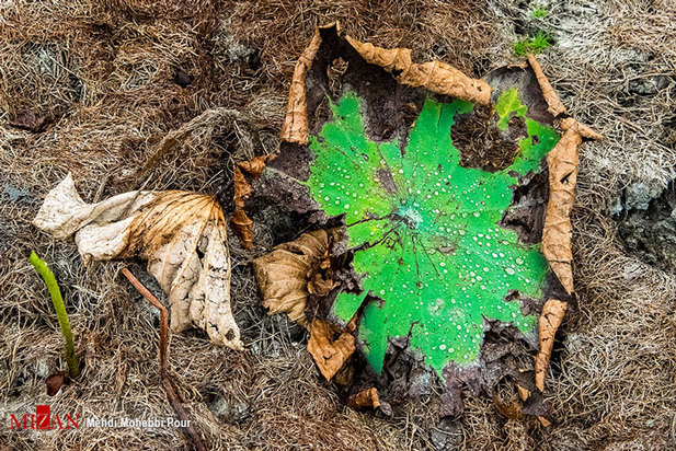 خشکسالی در کمین مازندران