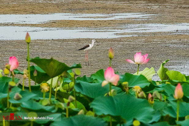 خشکسالی در کمین مازندران
