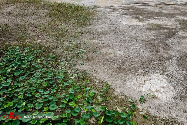 خشکسالی در کمین مازندران